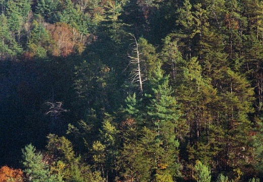 Red River Gorge in Fall